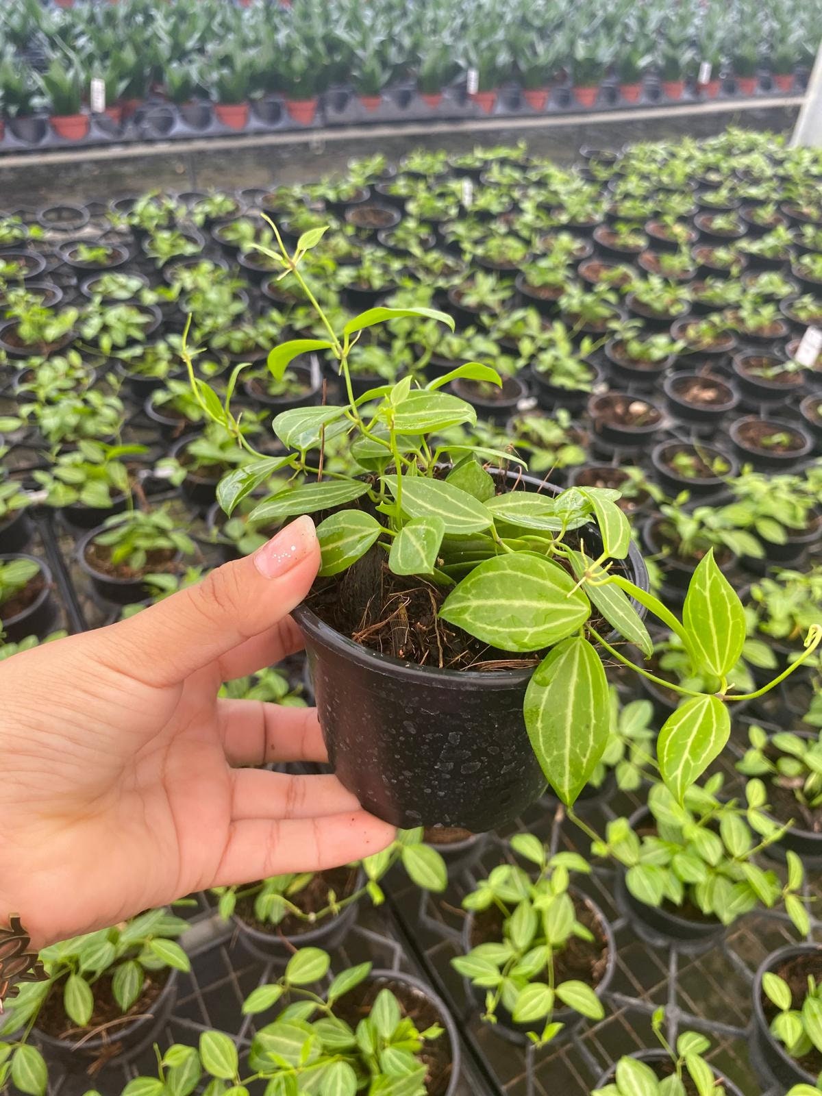 Dischidia Ovata Watermelon